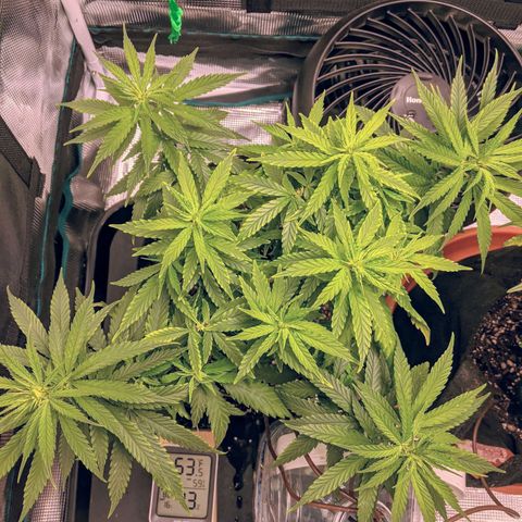 Durban Poison growlog timeline photo