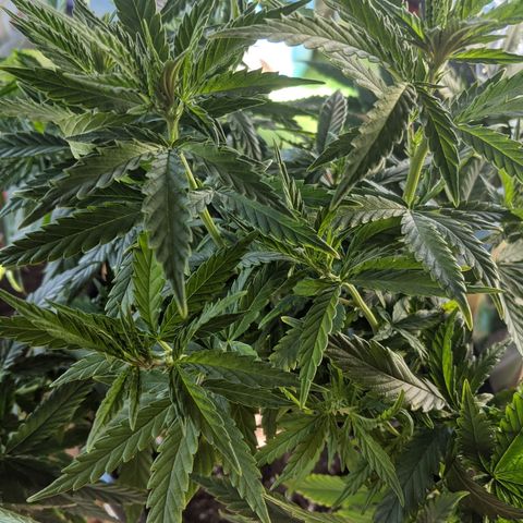 Durban Poison growlog timeline photo
