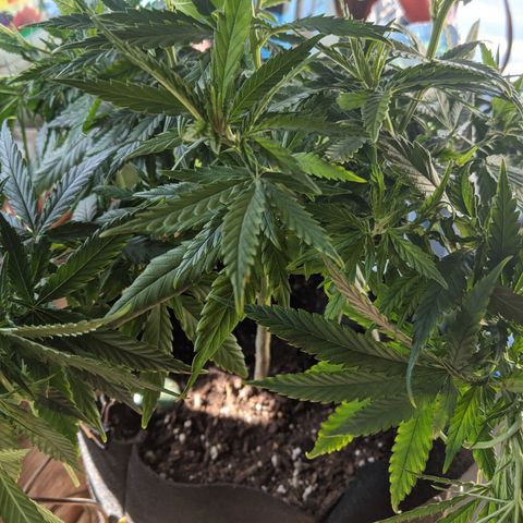 Durban Poison growlog timeline photo