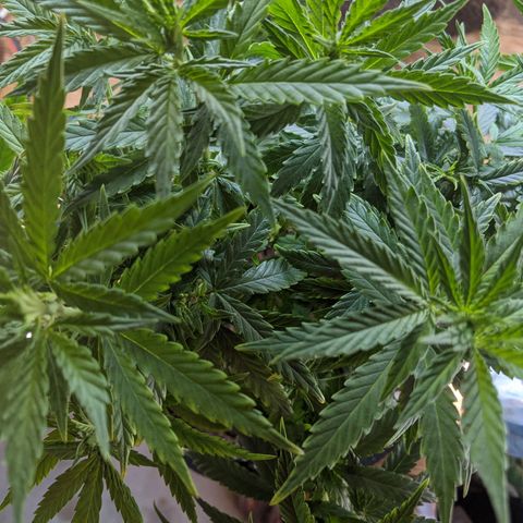 Durban Poison growlog timeline photo