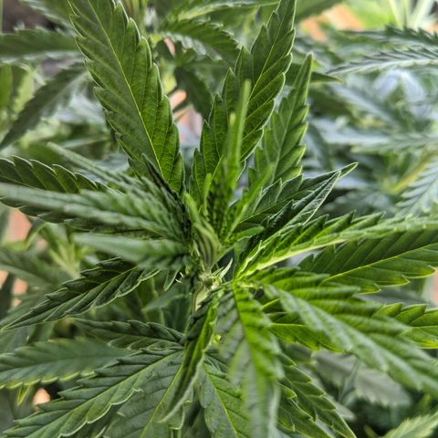 Durban Poison growlog timeline photo