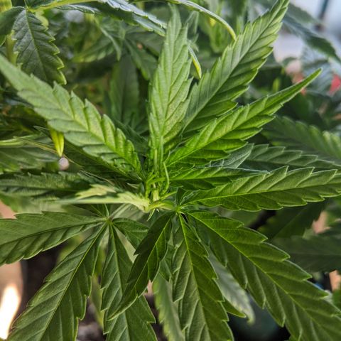 Durban Poison growlog timeline photo