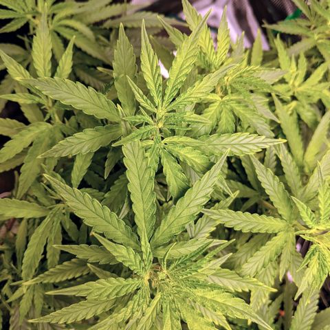 Durban Poison growlog timeline photo
