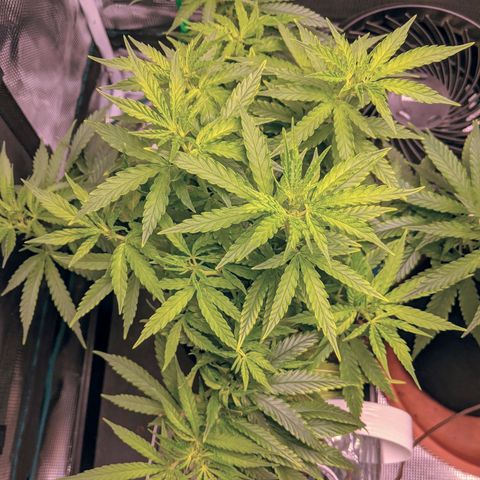 Durban Poison growlog timeline photo