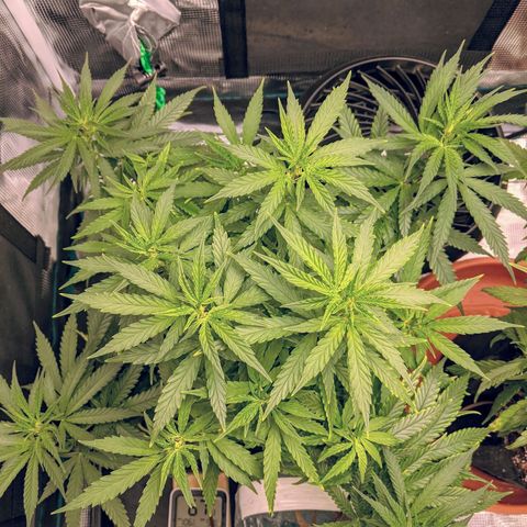 Durban Poison growlog timeline photo
