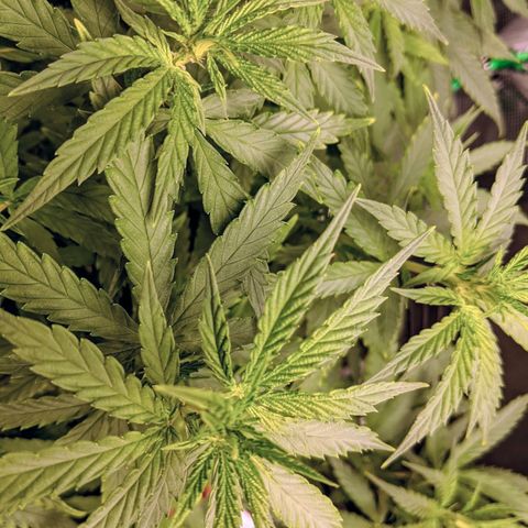 Durban Poison growlog timeline photo