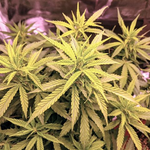 Durban Poison growlog timeline photo