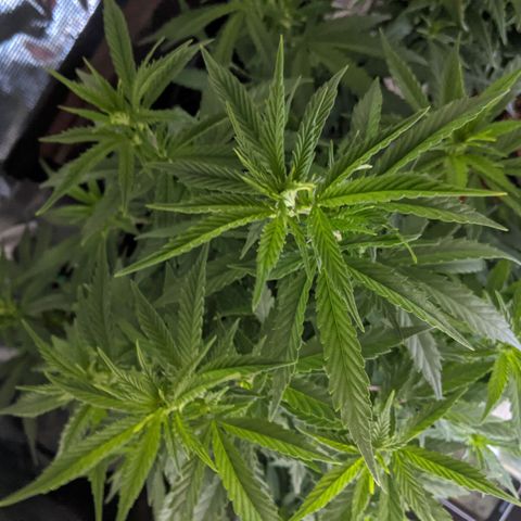 Durban Poison growlog timeline photo