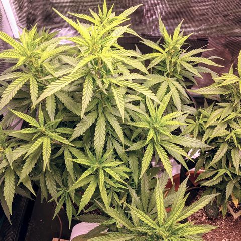 Durban Poison growlog timeline photo