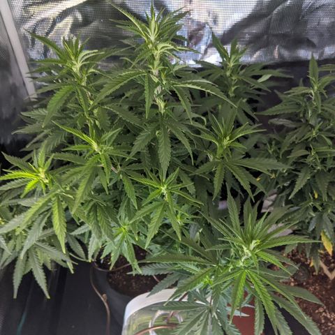 Durban Poison growlog timeline photo