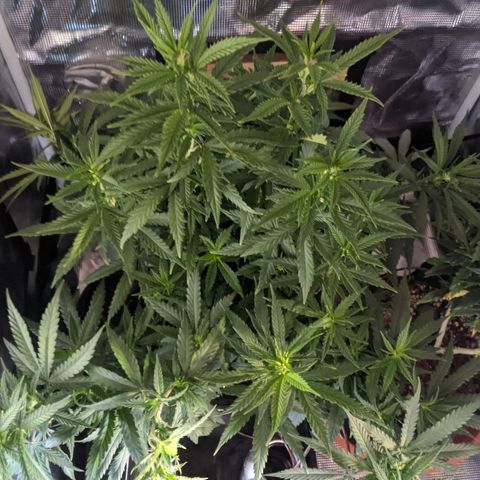 Durban Poison growlog timeline photo