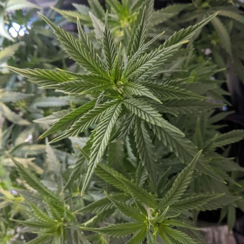 Durban Poison growlog timeline photo