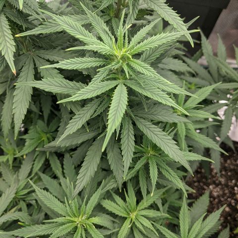 Durban Poison growlog timeline photo