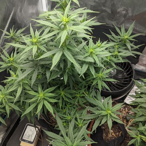 Durban Poison growlog timeline photo