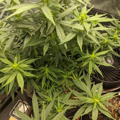 Durban Poison growlog timeline photo