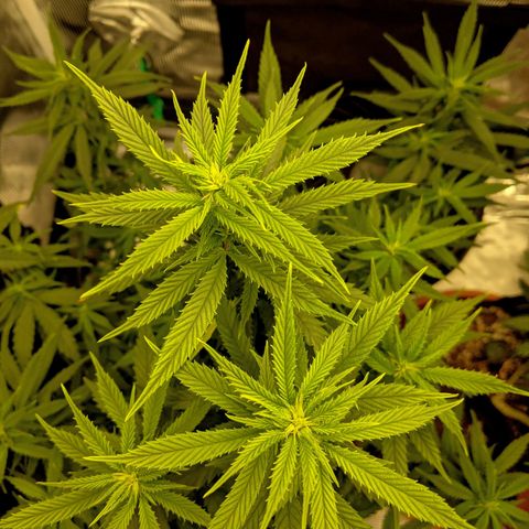 Durban Poison growlog timeline photo