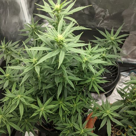 Durban Poison growlog timeline photo
