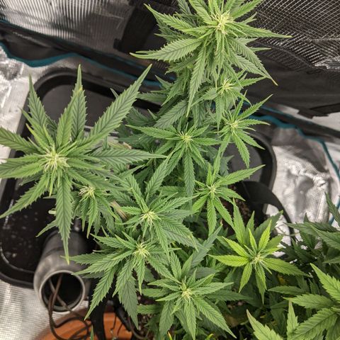 Durban Poison growlog timeline photo