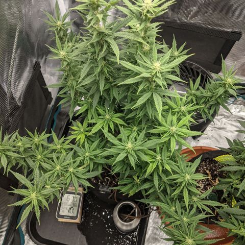 Durban Poison growlog timeline photo