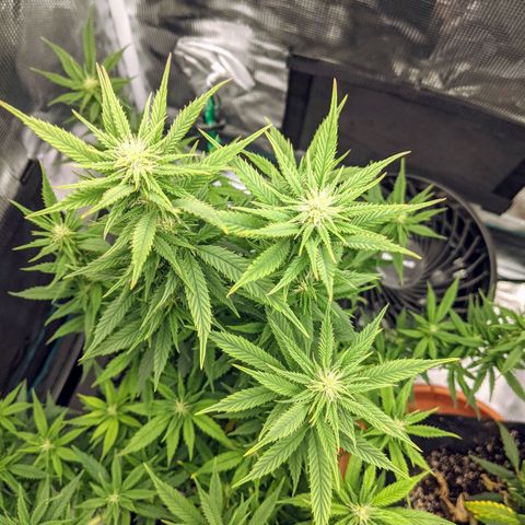 Durban Poison growlog timeline photo