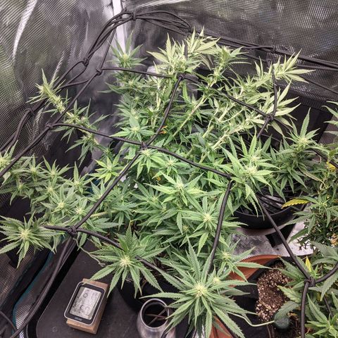 Durban Poison growlog timeline photo