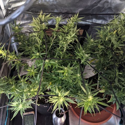 Durban Poison growlog timeline photo