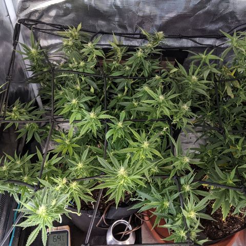 Durban Poison growlog photo: SCROG 2.0 new net with 4" squares.