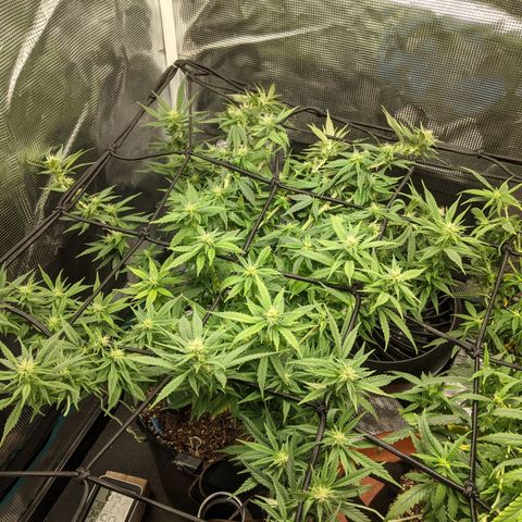 Durban Poison growlog photo: SCROG 2.0 new net with 4" squares.