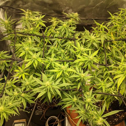 Durban Poison growlog photo: Scrog 2.0