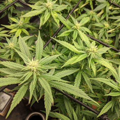 Durban Poison growlog photo: Scrog 2.0