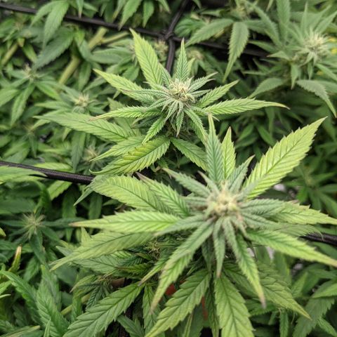 Durban Poison growlog timeline photo