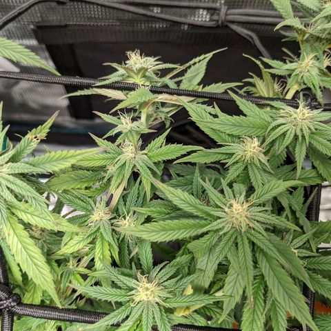 Durban Poison growlog timeline photo