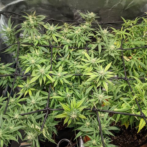 Durban Poison growlog timeline photo