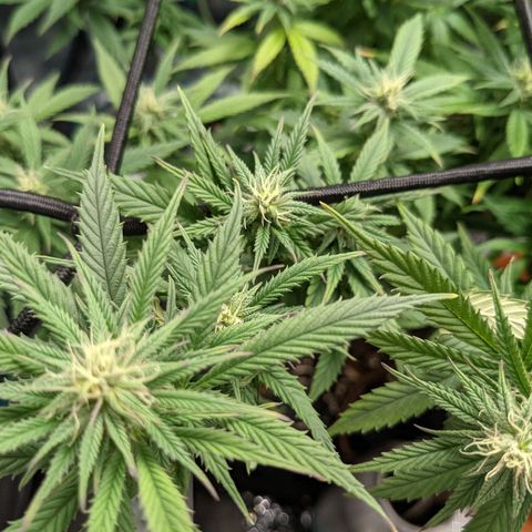 Durban Poison growlog timeline photo
