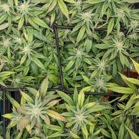 Durban Poison growlog timeline photo