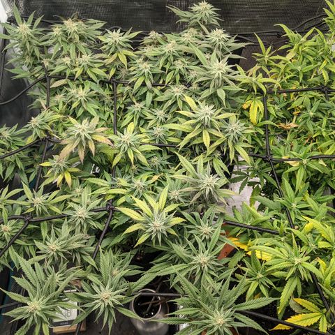 Durban Poison growlog timeline photo