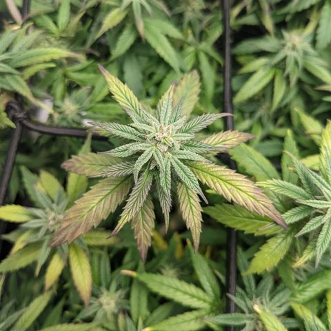 Durban Poison growlog timeline photo