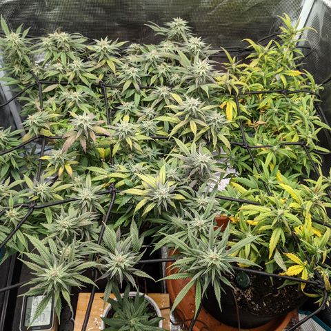 Durban Poison growlog timeline photo