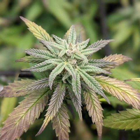 Durban Poison growlog timeline photo
