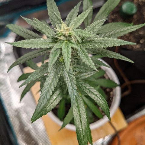Durban Poison growlog timeline photo