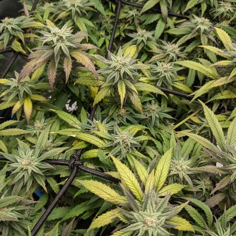 Durban Poison growlog timeline photo