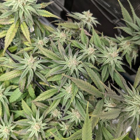 Durban Poison growlog timeline photo