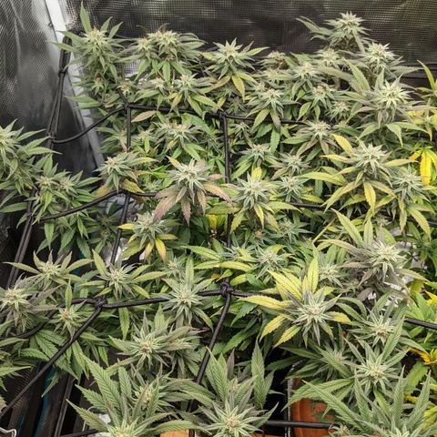 Durban Poison growlog timeline photo