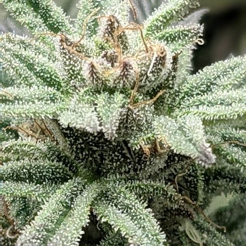 Durban Poison growlog timeline photo