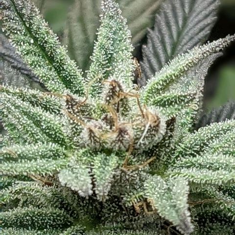 Durban Poison growlog timeline photo