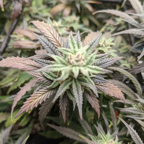 Durban Poison growlog photo: Winter color looks amazing.