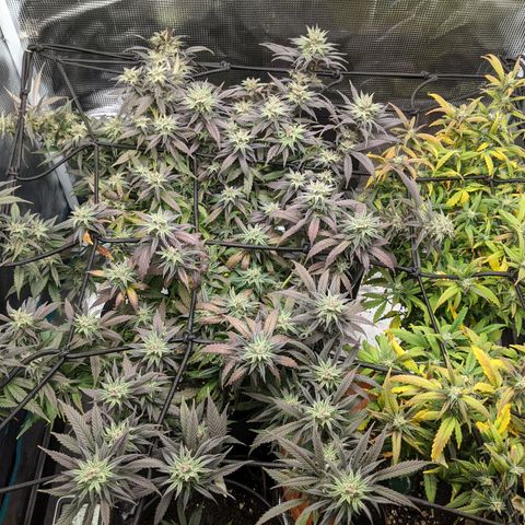 Durban Poison growlog photo: Winter color looks amazing.