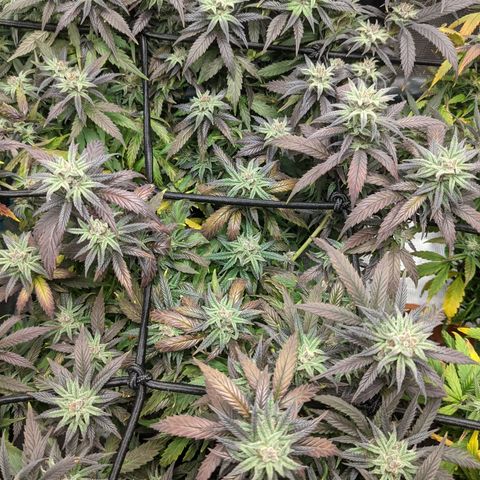 Durban Poison growlog photo: Winter color looks amazing.
