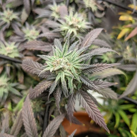 Durban Poison growlog timeline photo