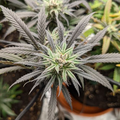 Durban Poison growlog timeline photo
